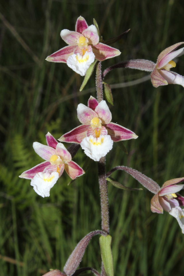 Epipactis palustris